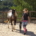 Follow up, Cavalo Coaching Portugal