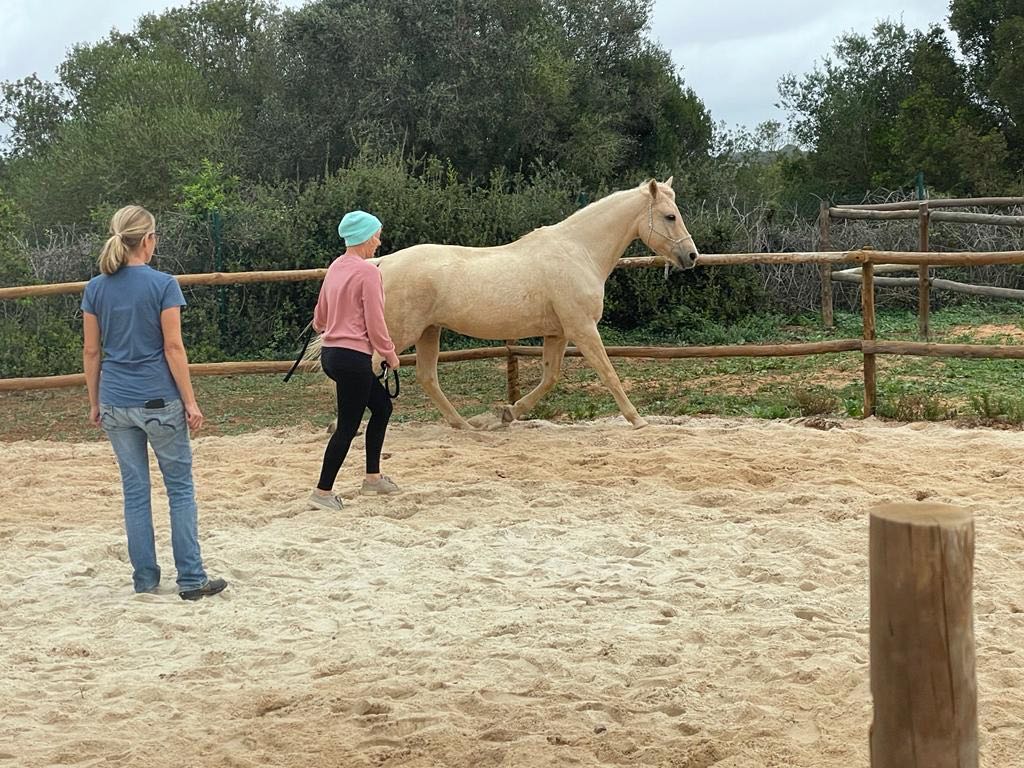 Join-Up® & Horsemanship Cavalo Coaching Portugal