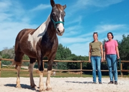 Einzelcoaching – Cavalo Coaching, Portugal