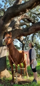 Kraftbaum mit Pferd